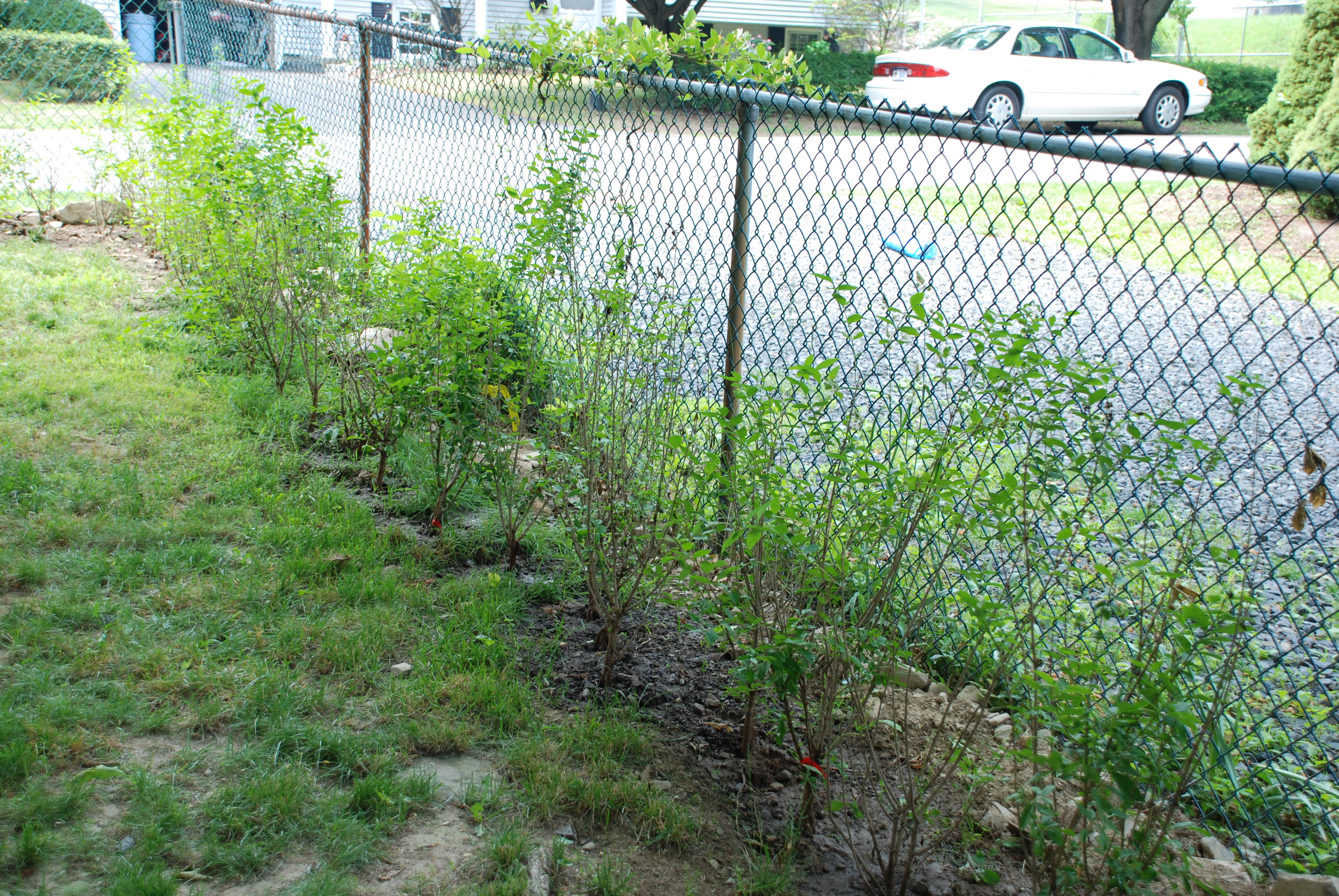 How to Plant Privet Hedge? 
